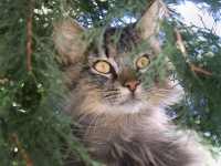 Hermes the cat 026  My Little Buddy Guy